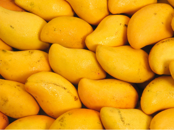 Fresh Mango Export